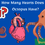 How Many Hearts Does an Octopus Have