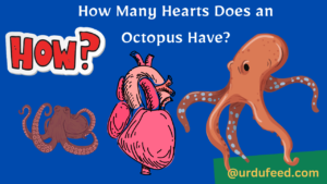 How Many Hearts Does an Octopus Have