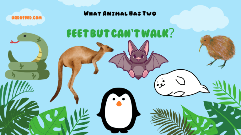 What Animal Has Two Feet But Can't Walk