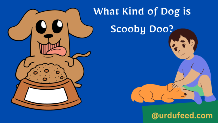 What Kind of Dog is Scooby Doo
